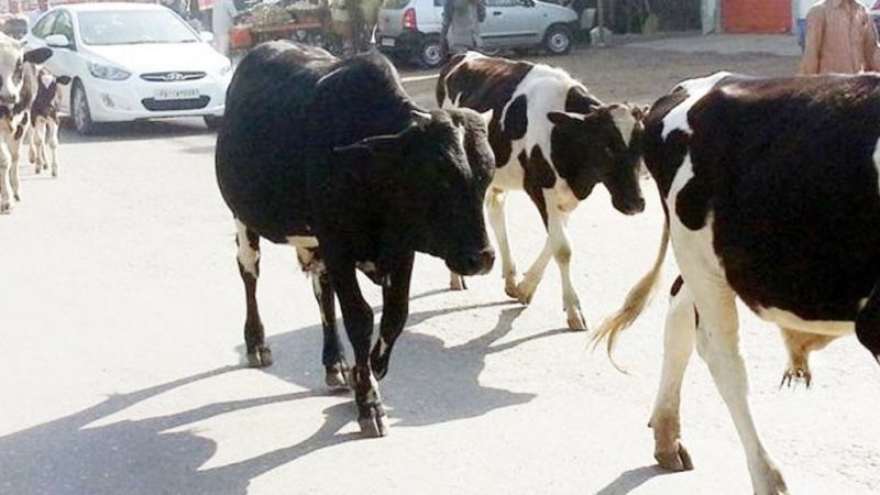 Strangers of stray cattle Strangers of stray cattle
