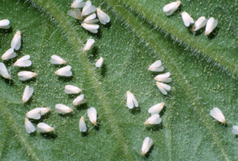 Whitefly attack