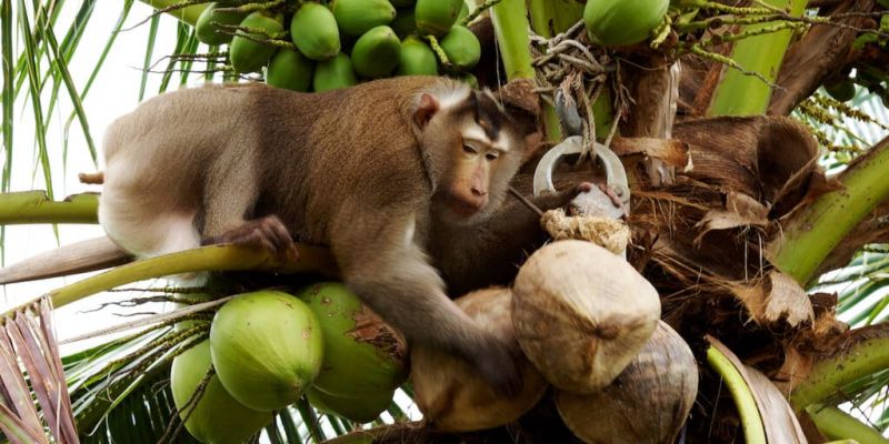 Thailand's coconut-picking monkeys Thailand's coconut-picking monkeys