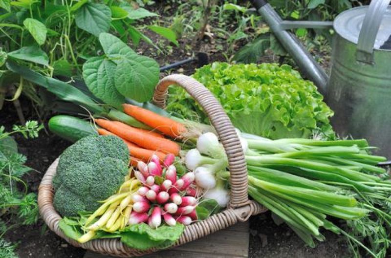 Garden Garden