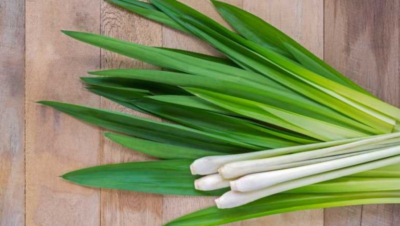 Lemon Grass 