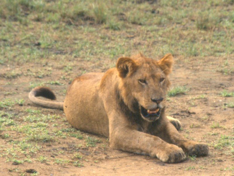 Gir National Park 