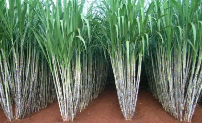 Sugar Cane 