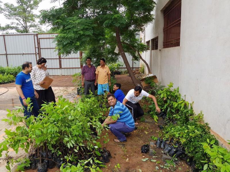 Plantation by green army 