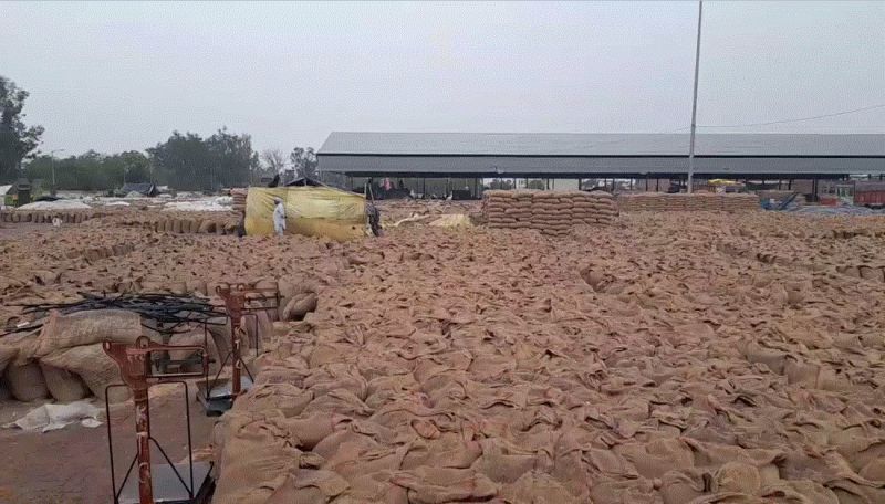 Wheat crop soaked in rain