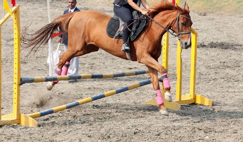 Host World Cup Host World Cup