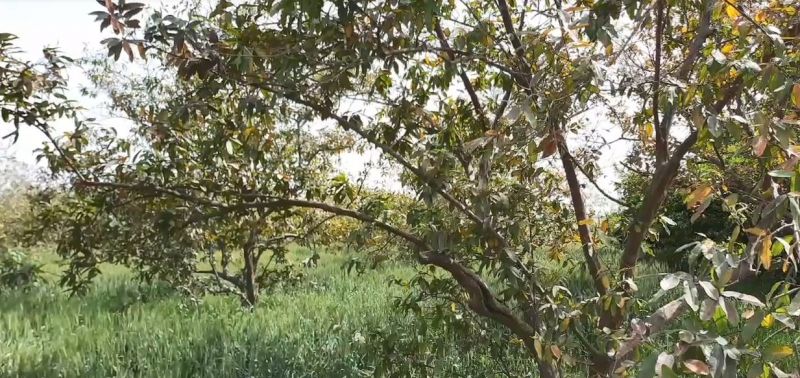 The storm hit the farmers