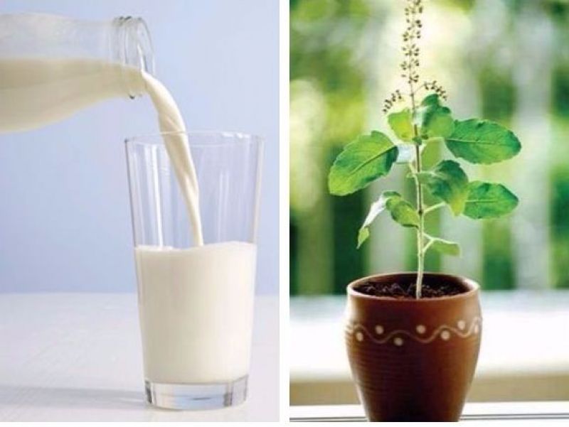 Tulsi and milk