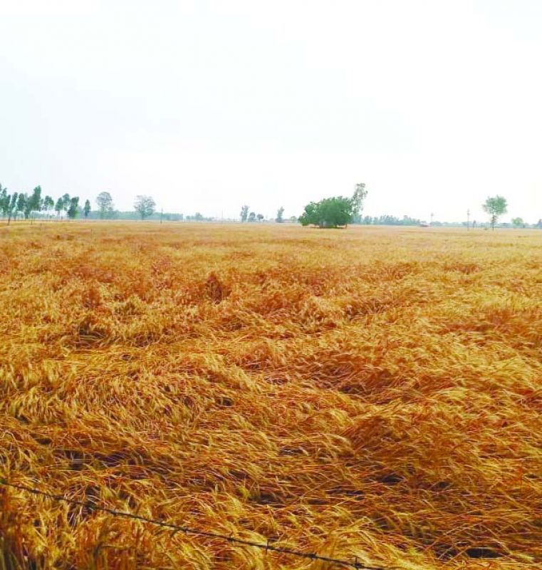 Crops Destroyed Crops Destroyed