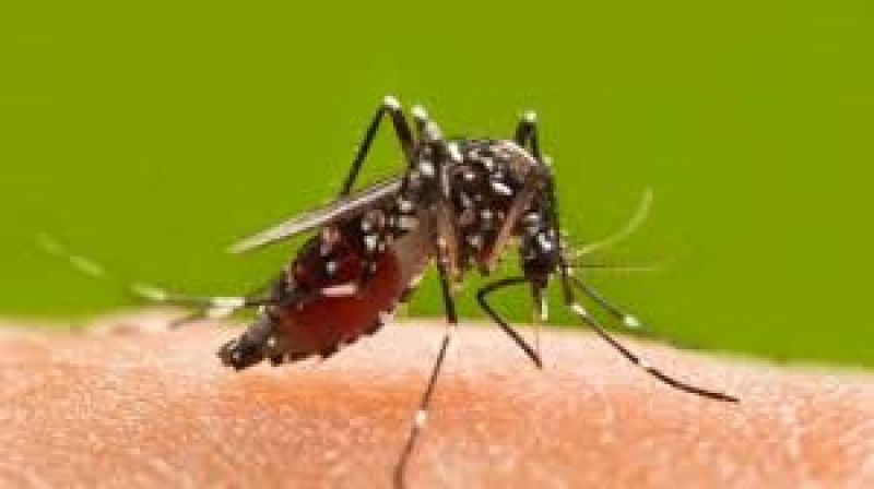 Mosquitoes Mosquitoes