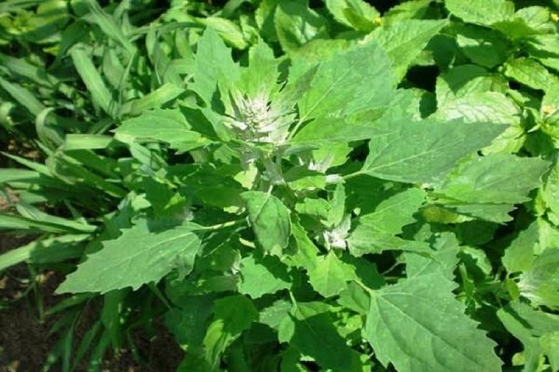 chenopodium album