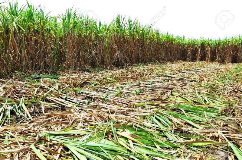 Sugarcane