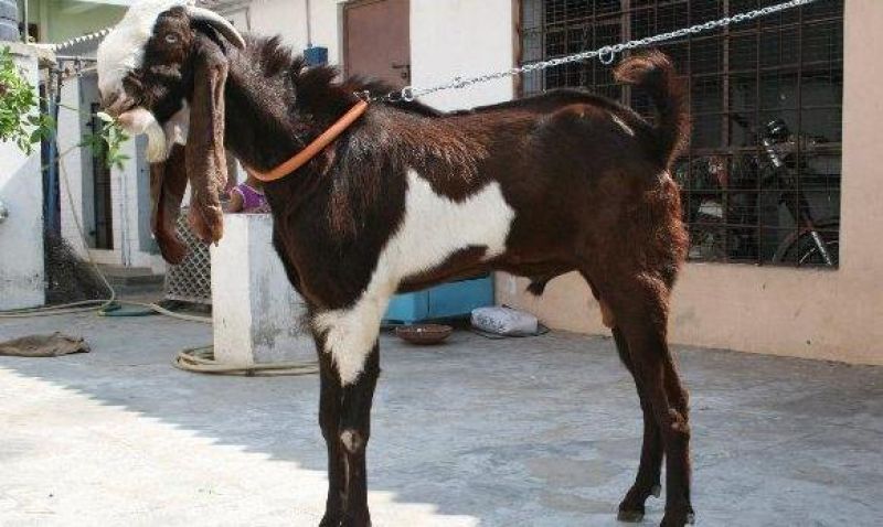 jamunapari goat