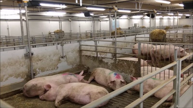 Pig farming