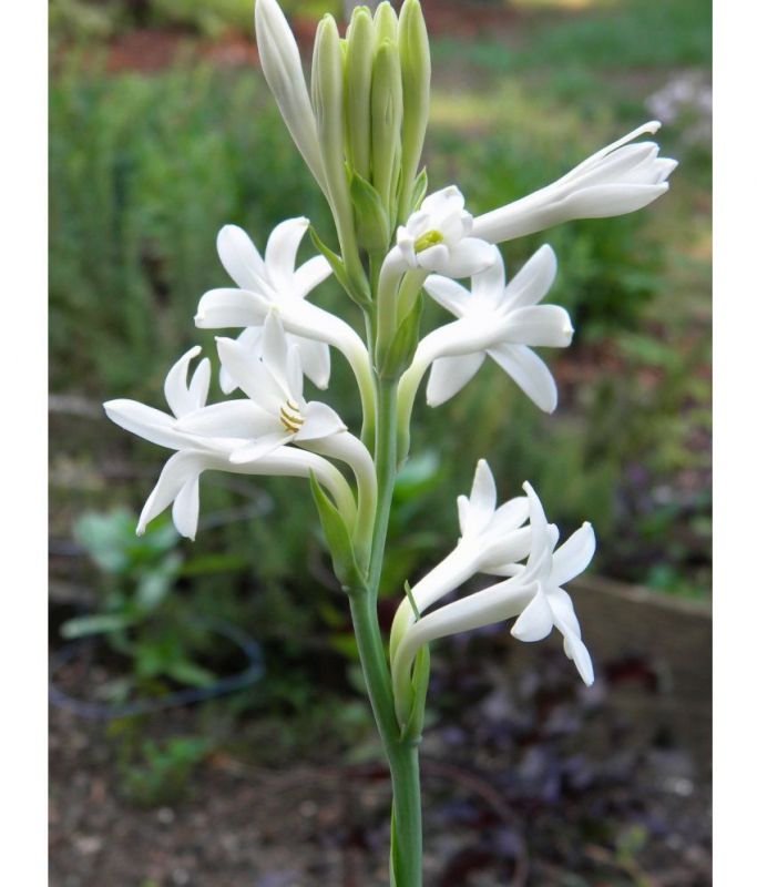  Rajnigandha Cultivation 