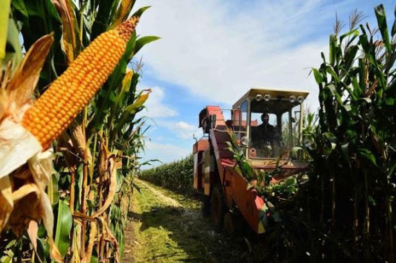 Corn Agriculture