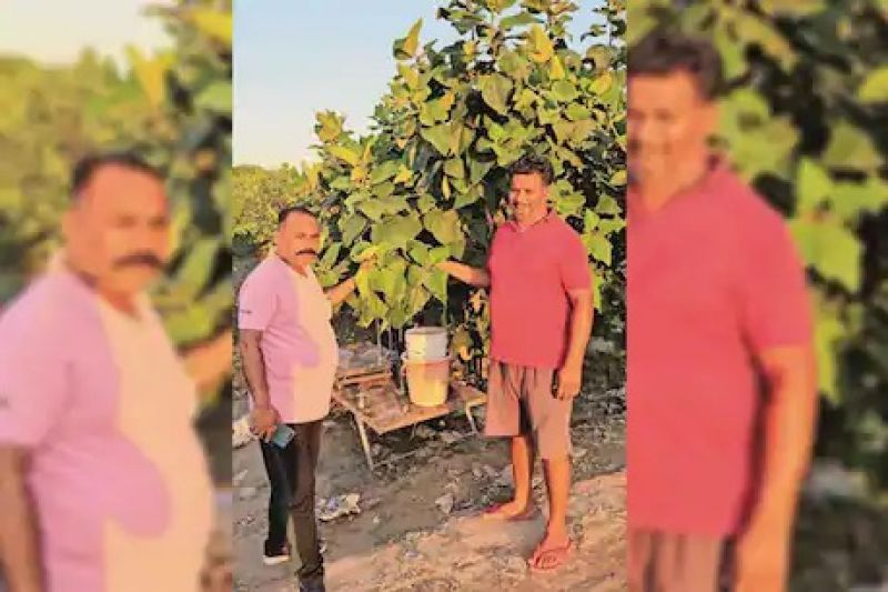 Safeda Guava Cultivation 