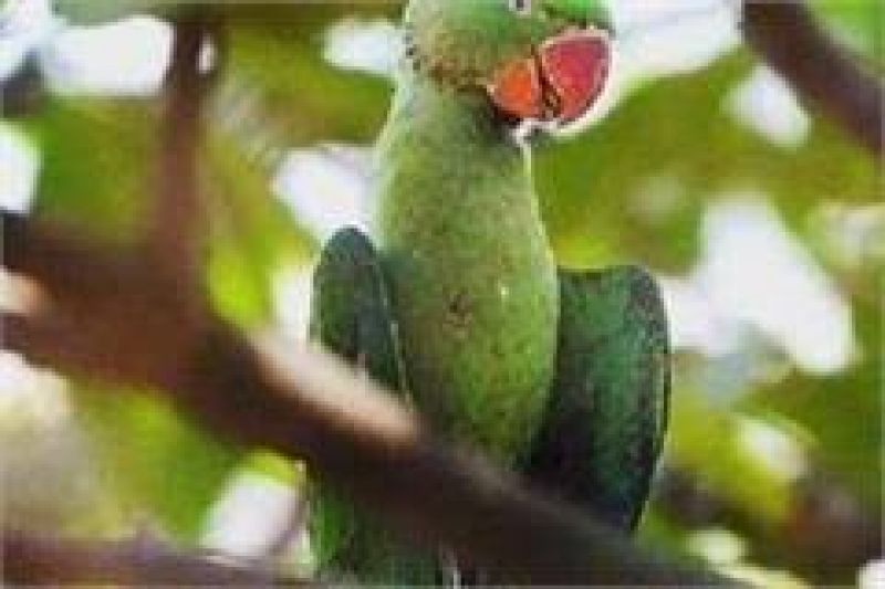 Picture of dutch jailbird sparks