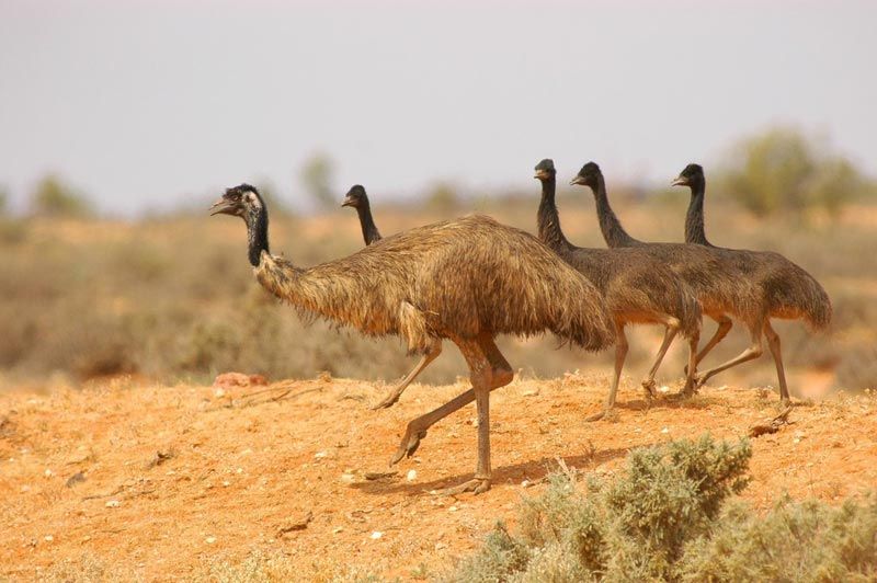 Emu