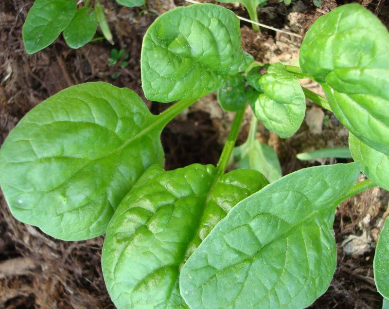 Spinach farming