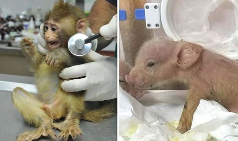 World’s first ever pig-monkey hybrids have been created by Chinese scientists