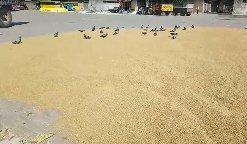 Grain Market  Grain Market