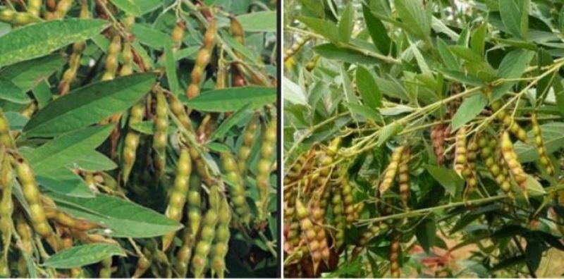 Arhar Crop Cultivation