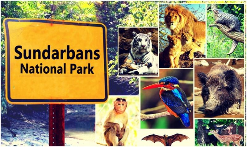 Sunderban National Park