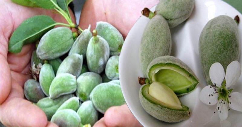 Green almonds helps in weight loss