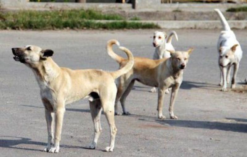  In Uttar Pradesh, dogs attacked another innocent girl
