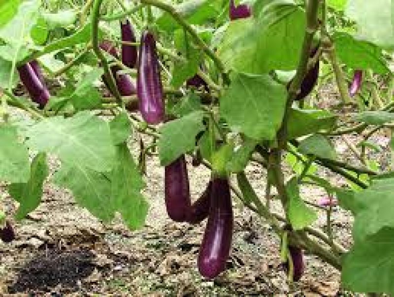  Cultivate Brinjal