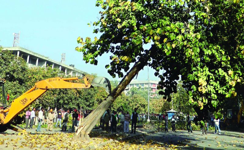  trees cutting in delhi 