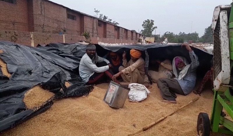 Wheat crop soaked in rain