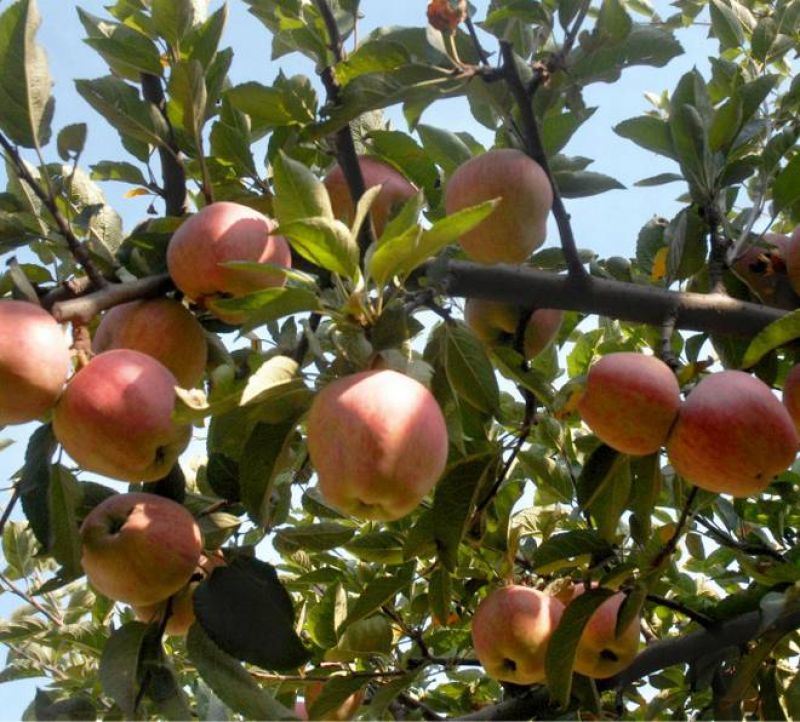 apple farming 