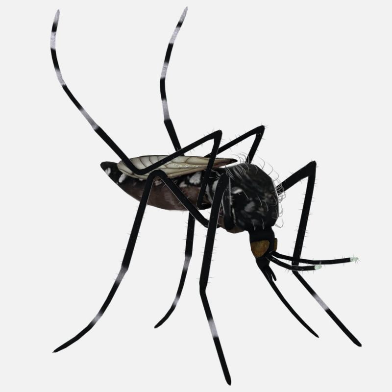 Yellow fever mosquito