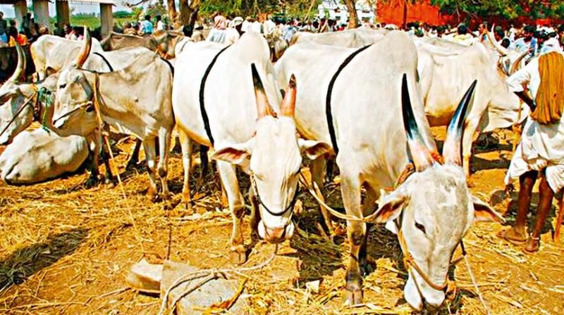 Doubt of cow smuggling