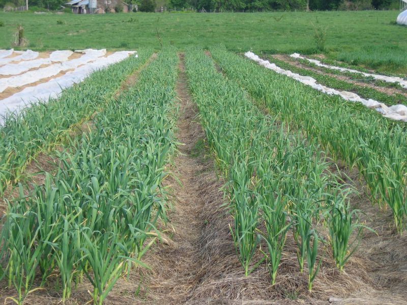 Garlic Farming