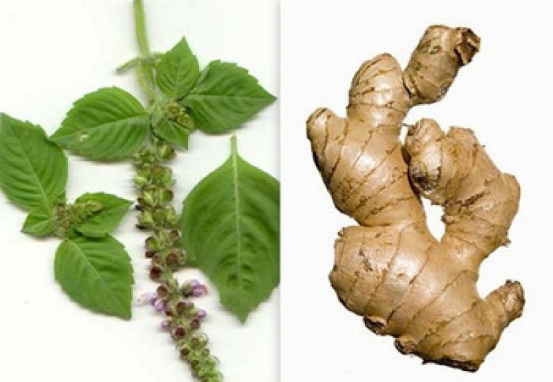 tulsi and ginger