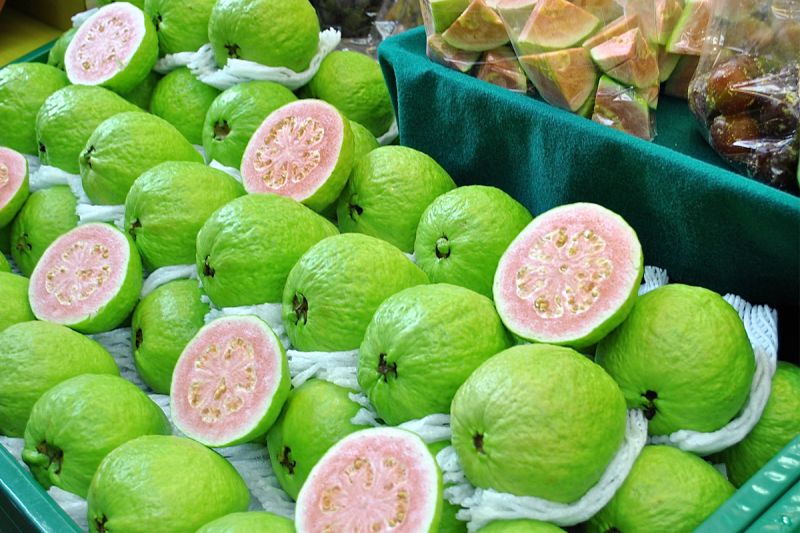 Patiala Guava Estate 