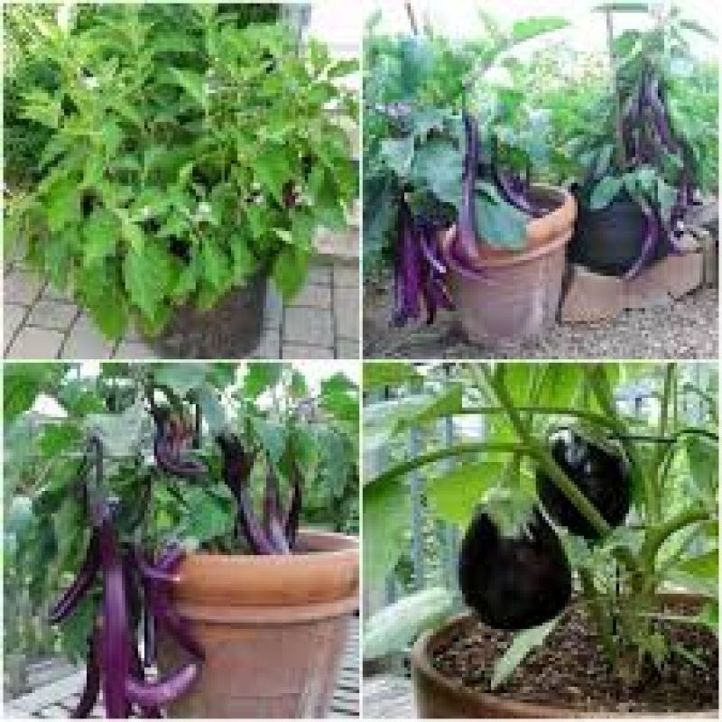  Cultivate Brinjal