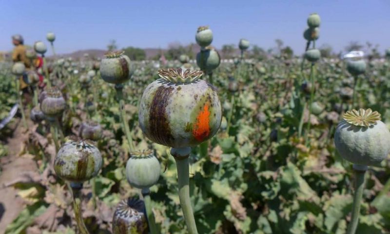 Opium and Poppy Farm