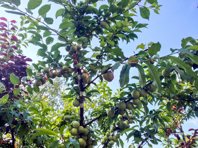 growing 40 types of fruit on one tree