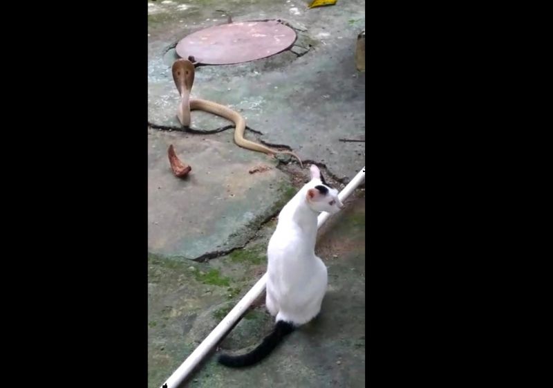 Loyalty: Cat fights with cobra to save owner's life, video viral