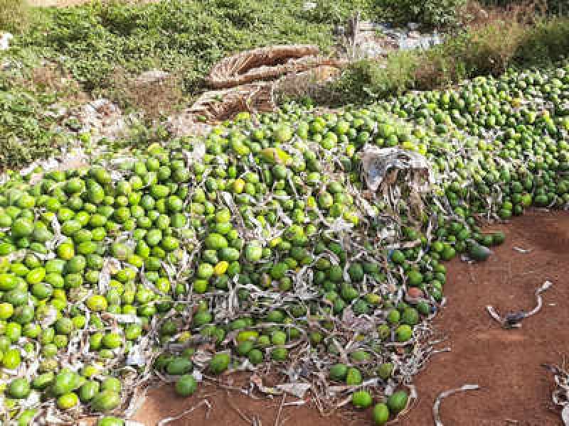  Karnataka farmers dump tonnes of mangoes on roadside as prices fall
