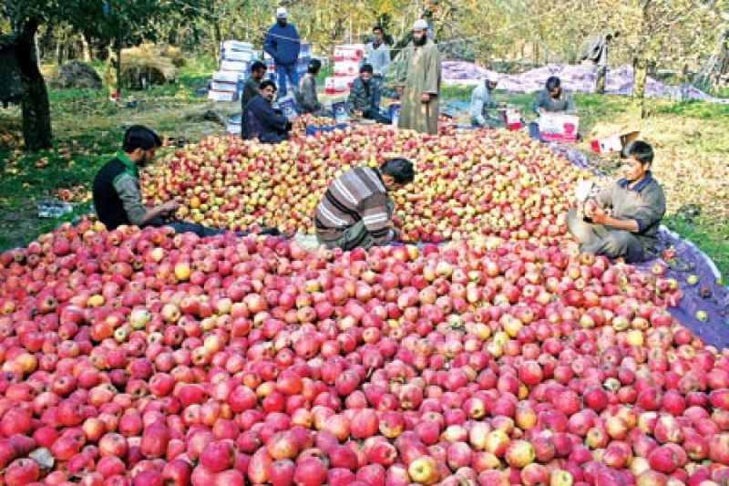 Modi’s Mission ‘Apple’ For Kashmir