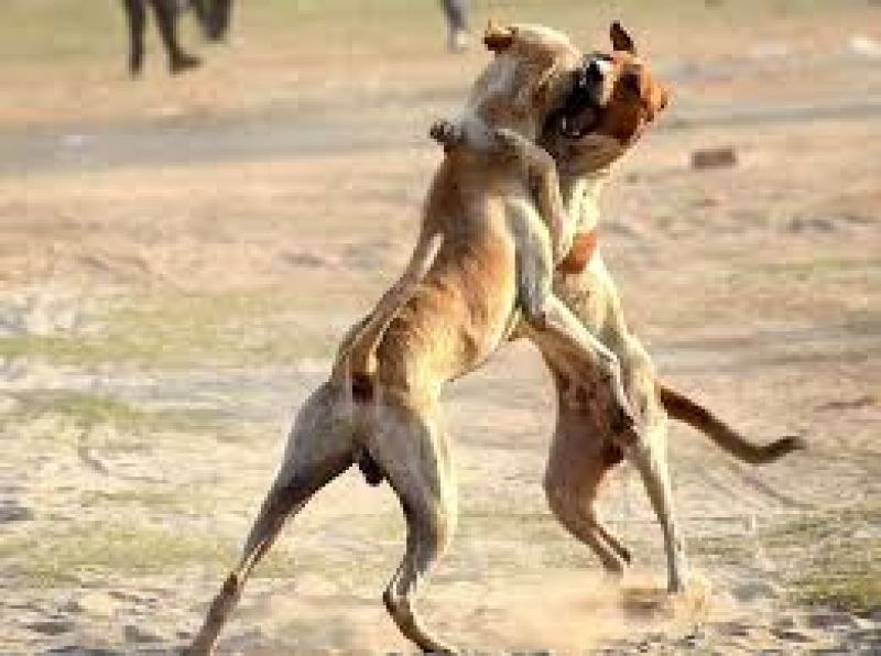 dog fight