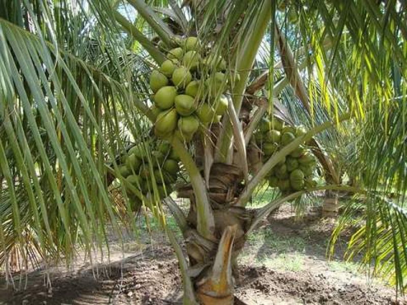 Coconut Farming