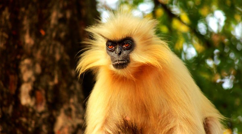 Golden Langur
