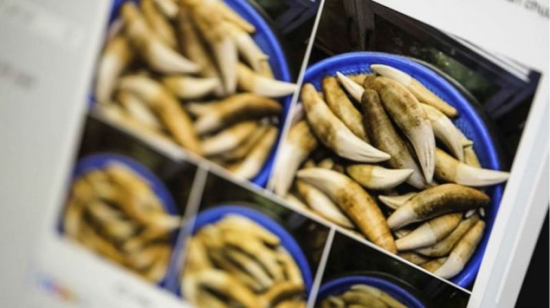 Tusks and Tiger teeth recovered