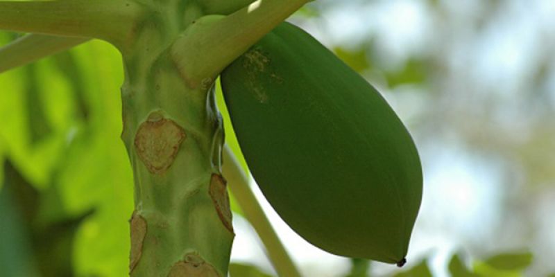 raw papaya 